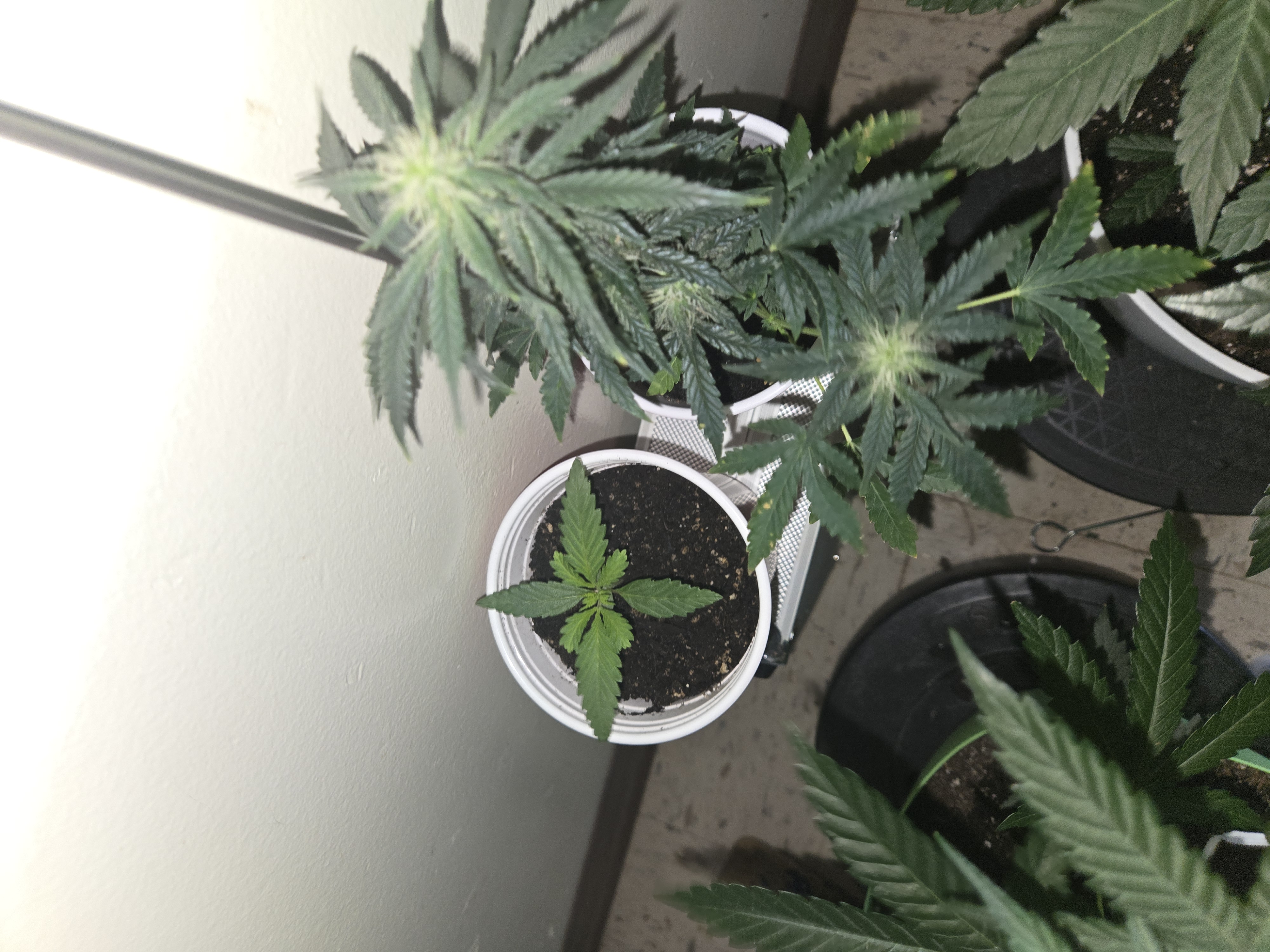 high octane x holy grail  — auto, day 12