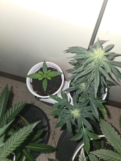 high octane x holy grail — auto, day 12