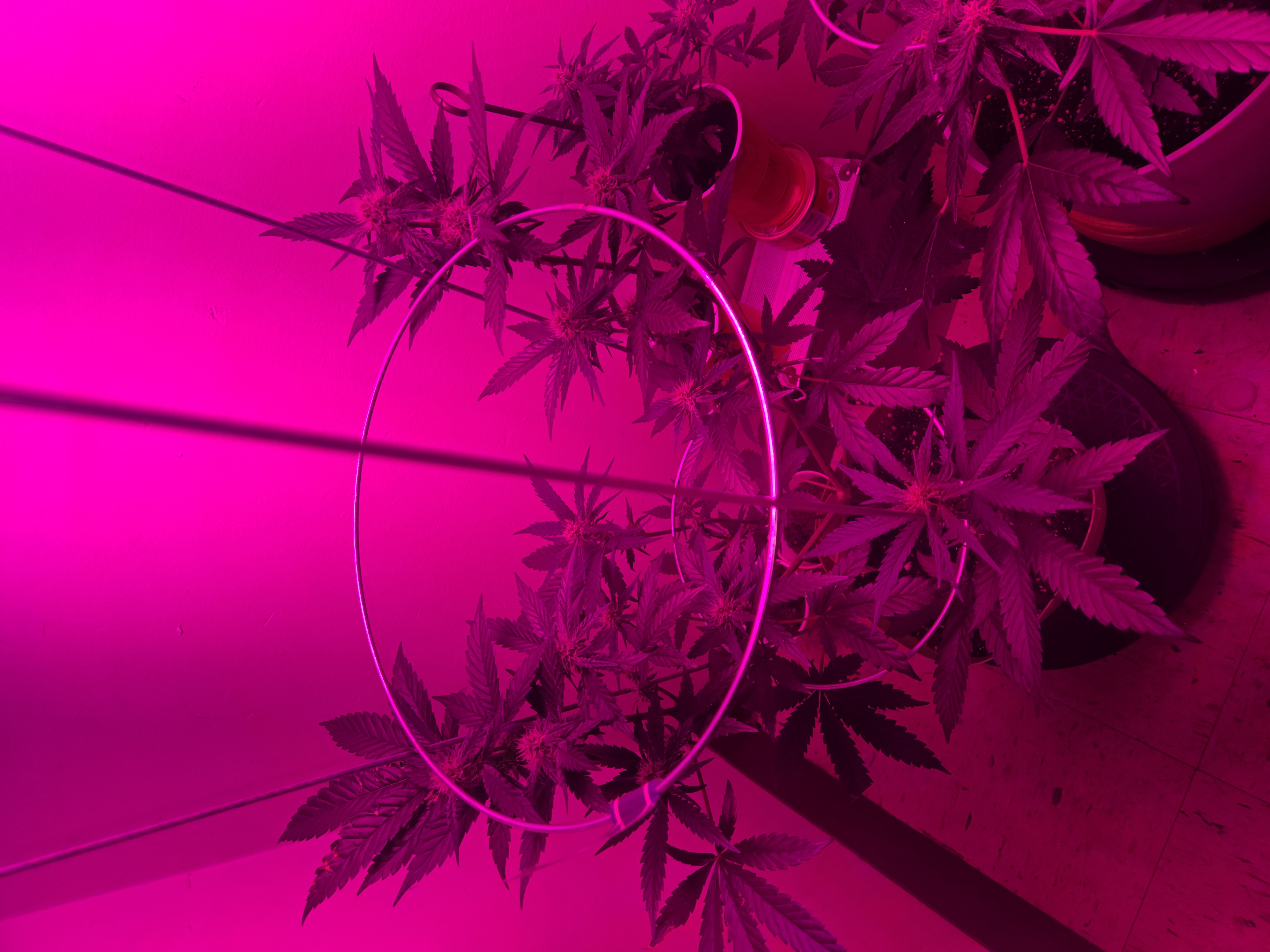 high octane x holy grail  — auto, day 14