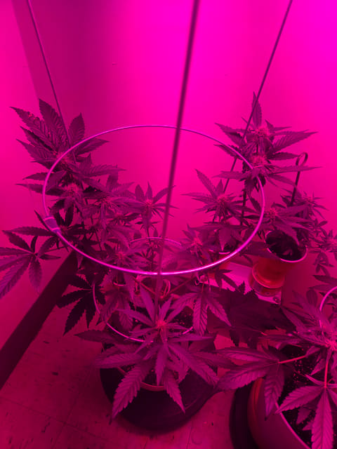 high octane x holy grail — auto, day 14