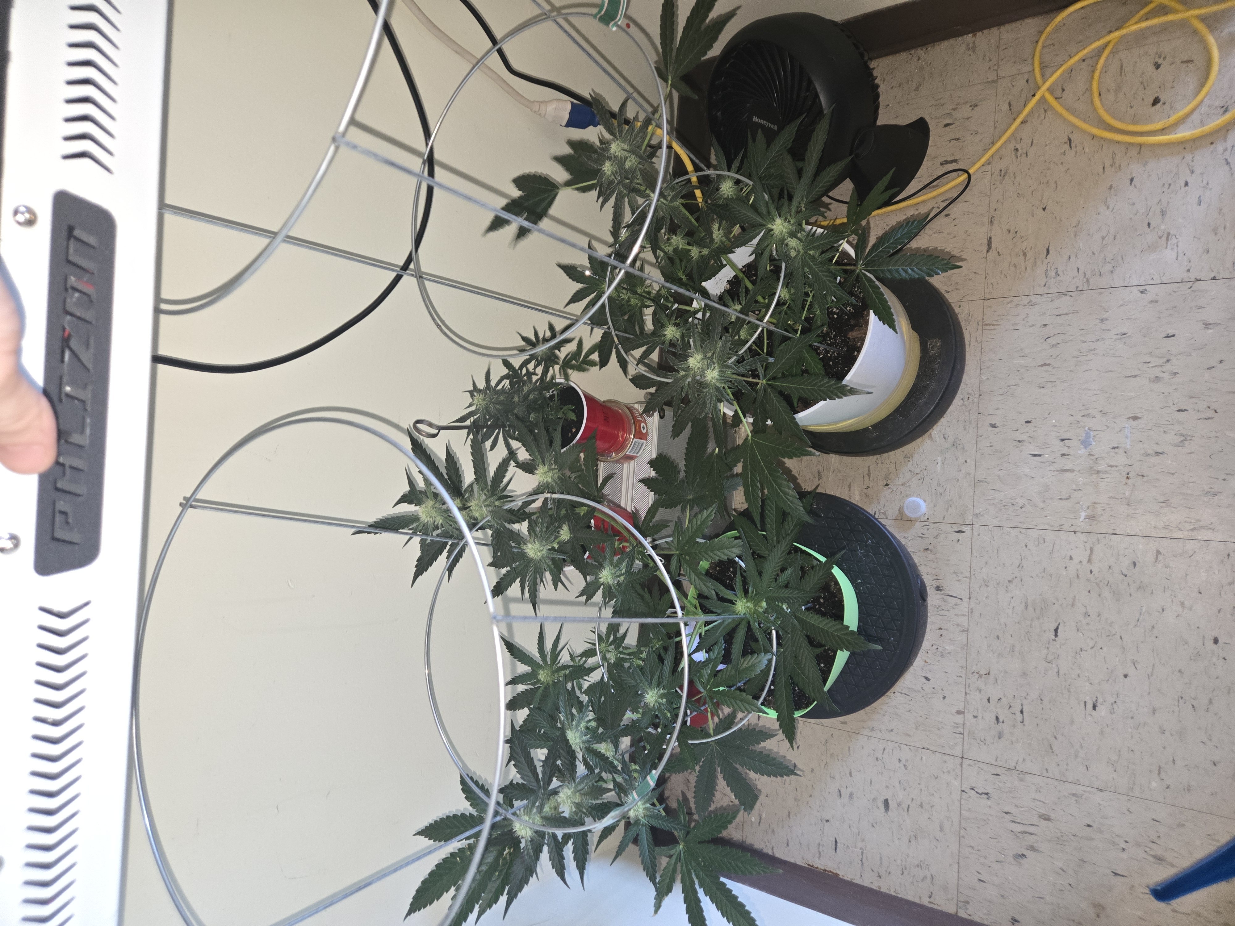 high octane x holy grail  — auto, day 14