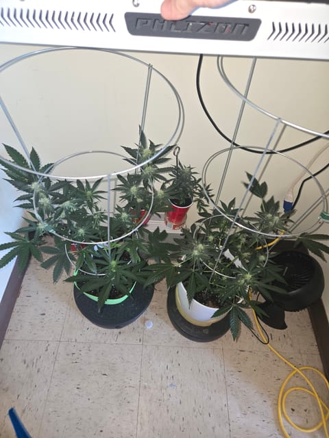 high octane x holy grail — auto, day 14