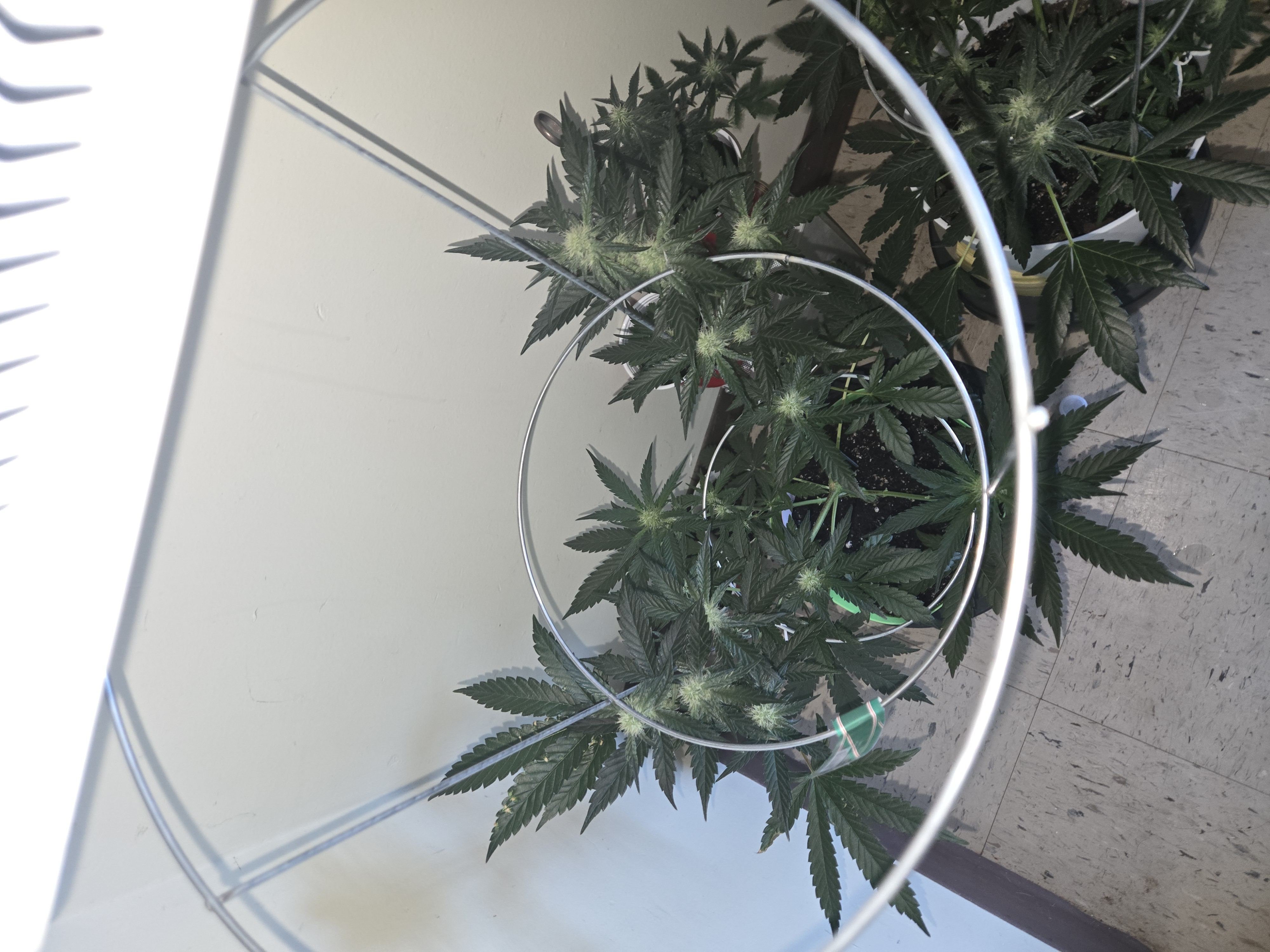 high octane x holy grail  — auto, day 14