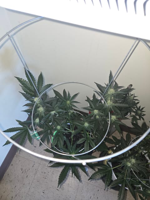 high octane x holy grail — auto, day 14