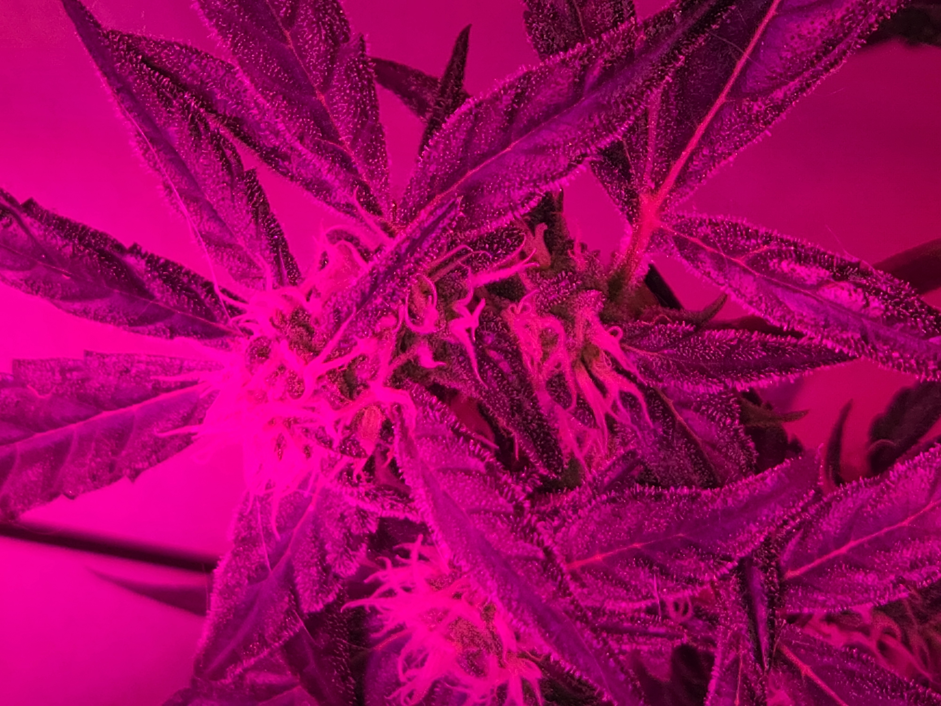 high octane x holy grail  — auto, day 15