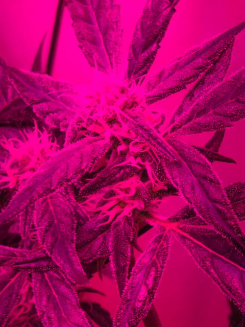 high octane x holy grail — auto, day 15