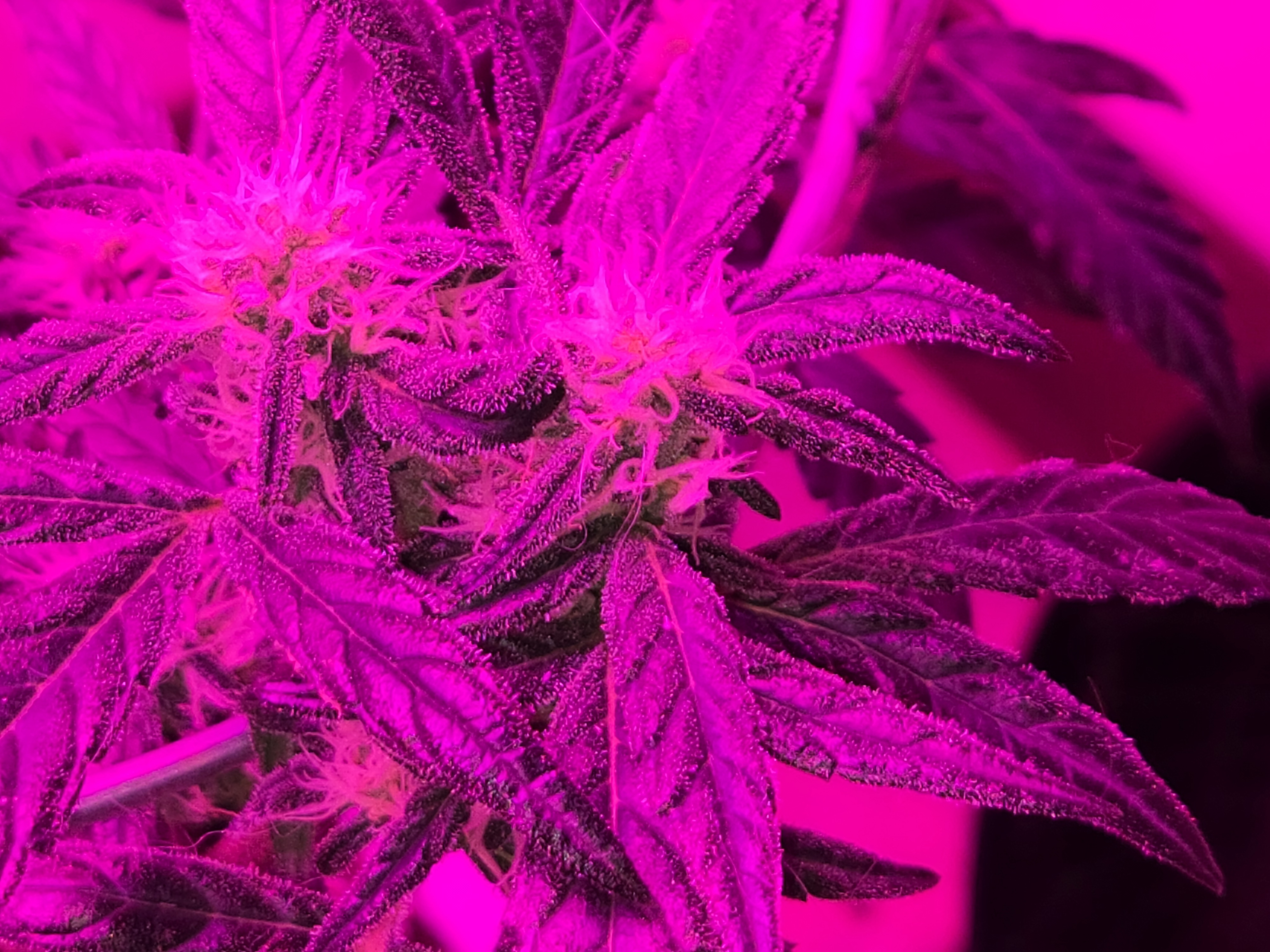 high octane x holy grail  — auto, day 15