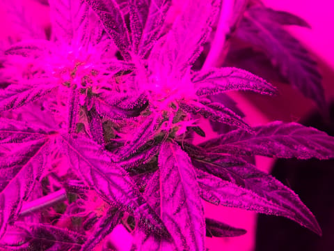 high octane x holy grail — auto, day 15