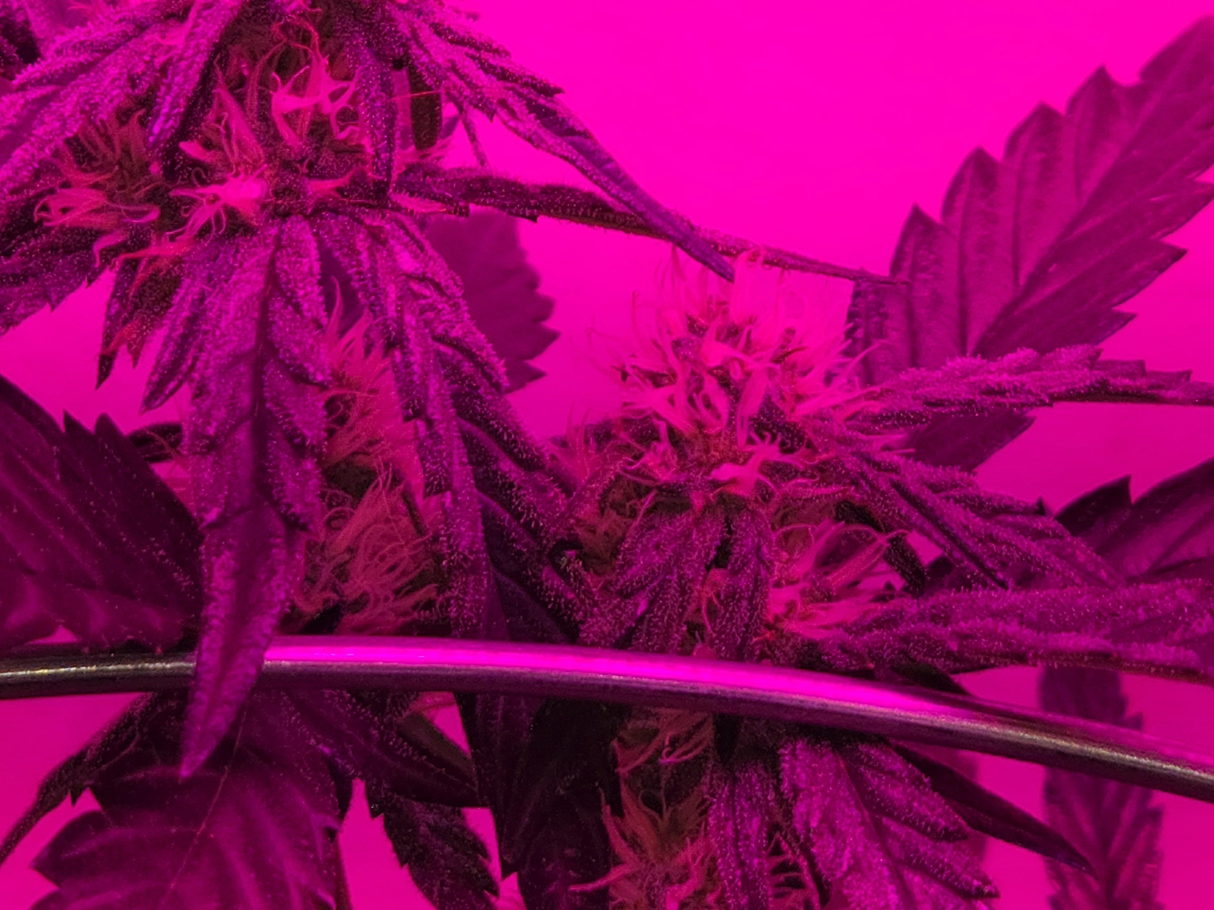 high octane x holy grail  — auto, day 15