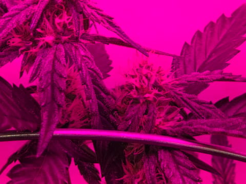 high octane x holy grail — auto, day 15