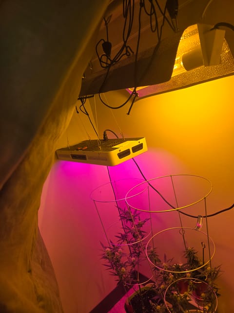 high octane x holy grail — auto, day 16