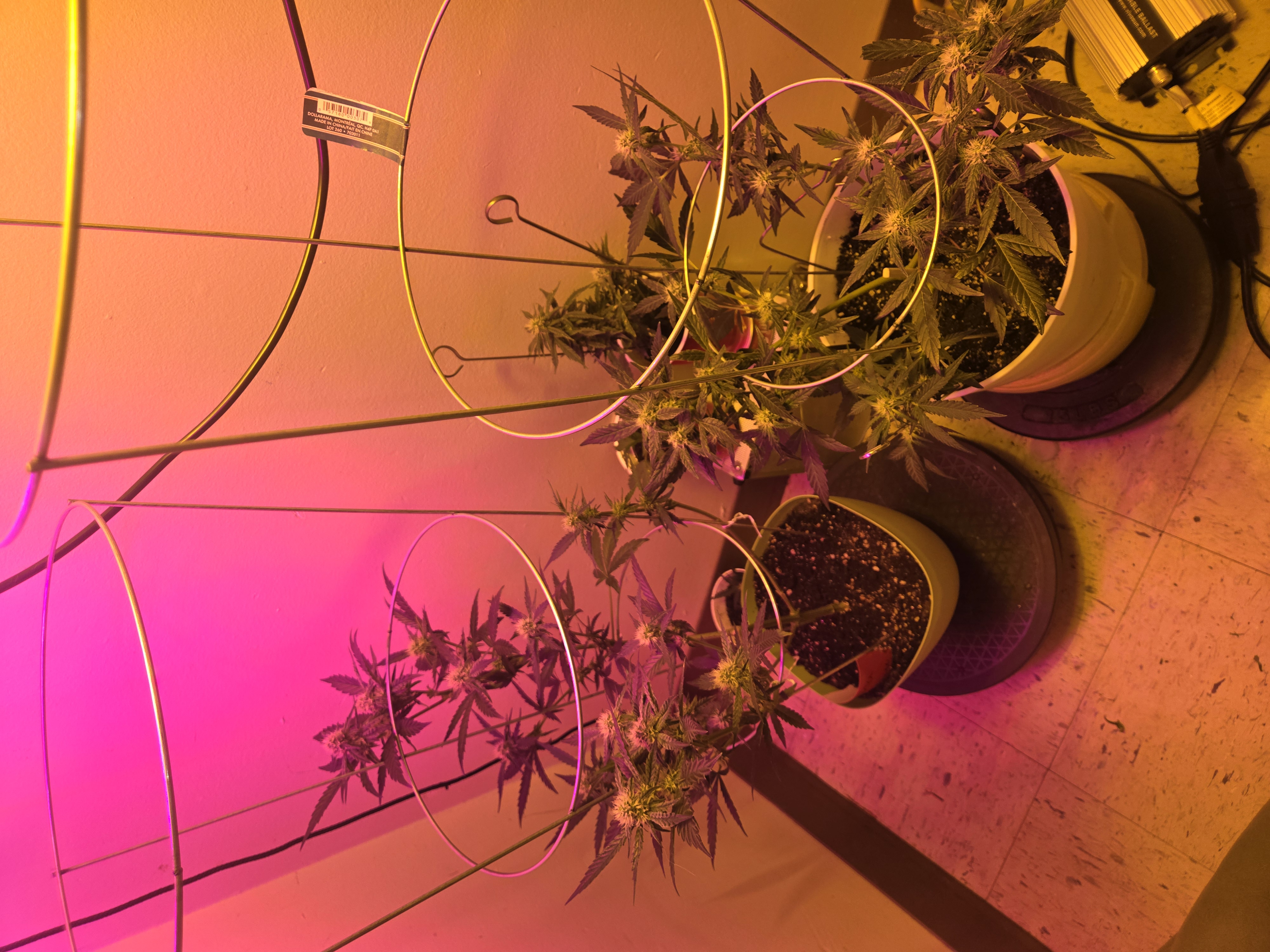 high octane x holy grail  — auto, day 16