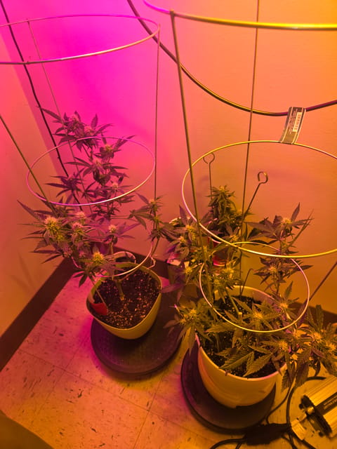high octane x holy grail — auto, day 16