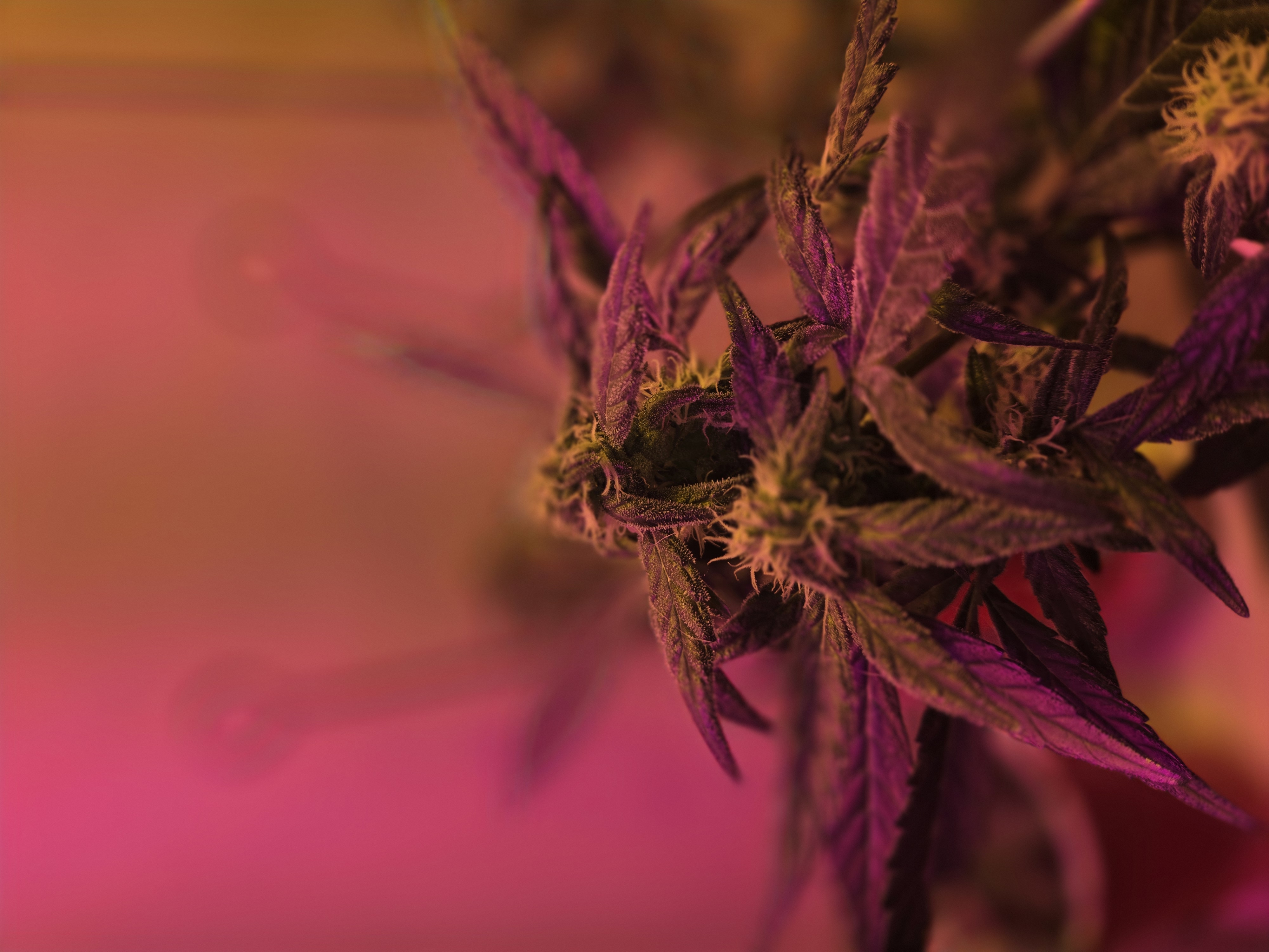 high octane x holy grail  — auto, day 16