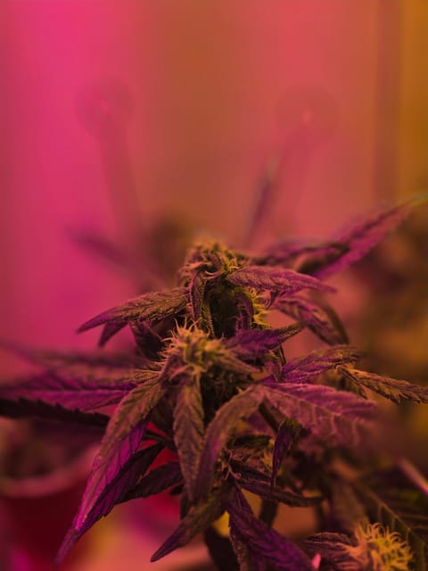 high octane x holy grail — auto, day 16