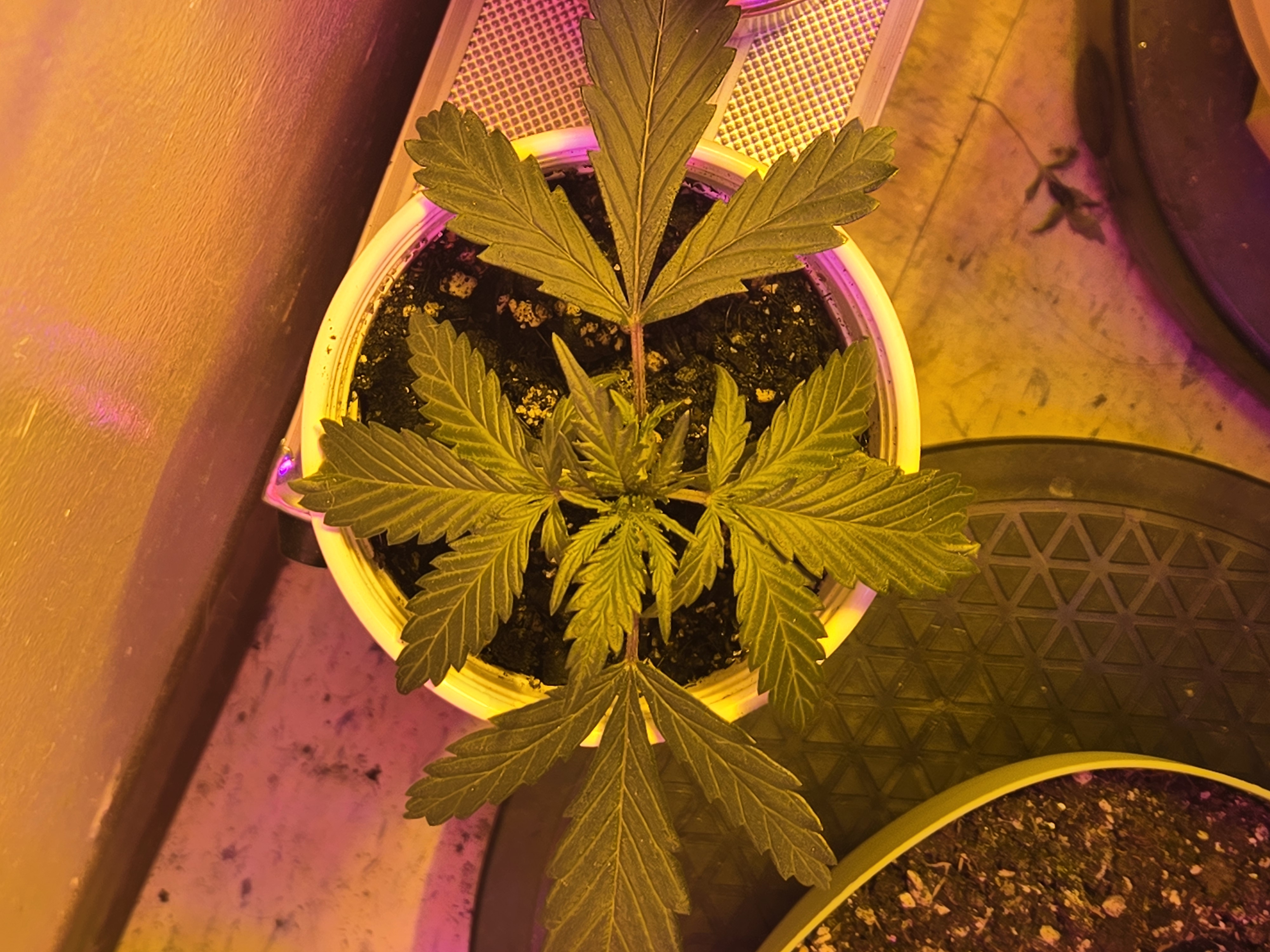 high octane x holy grail  — auto, day 17