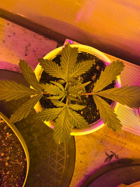 high octane x holy grail — auto, day 17