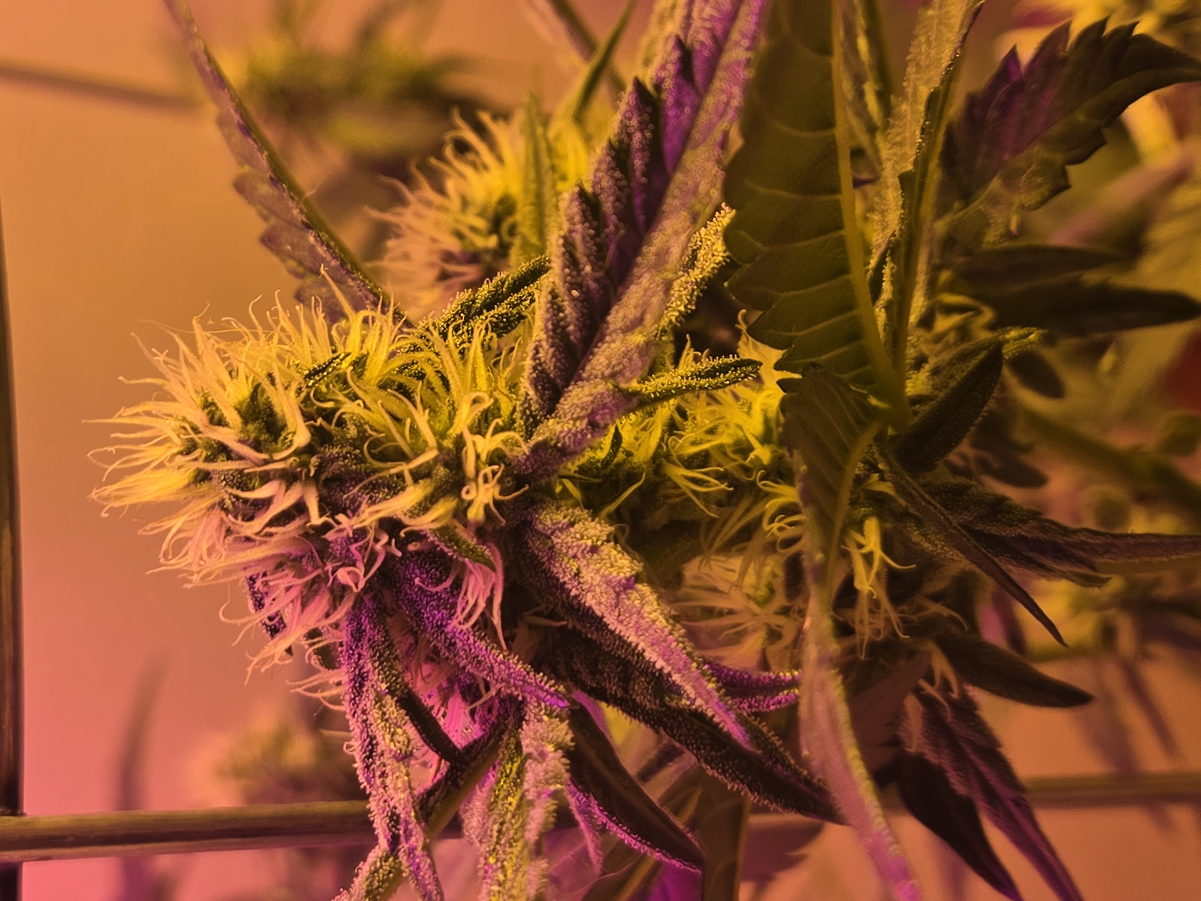 high octane x holy grail  — auto, day 17