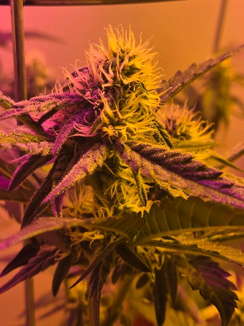 high octane x holy grail — auto, day 17