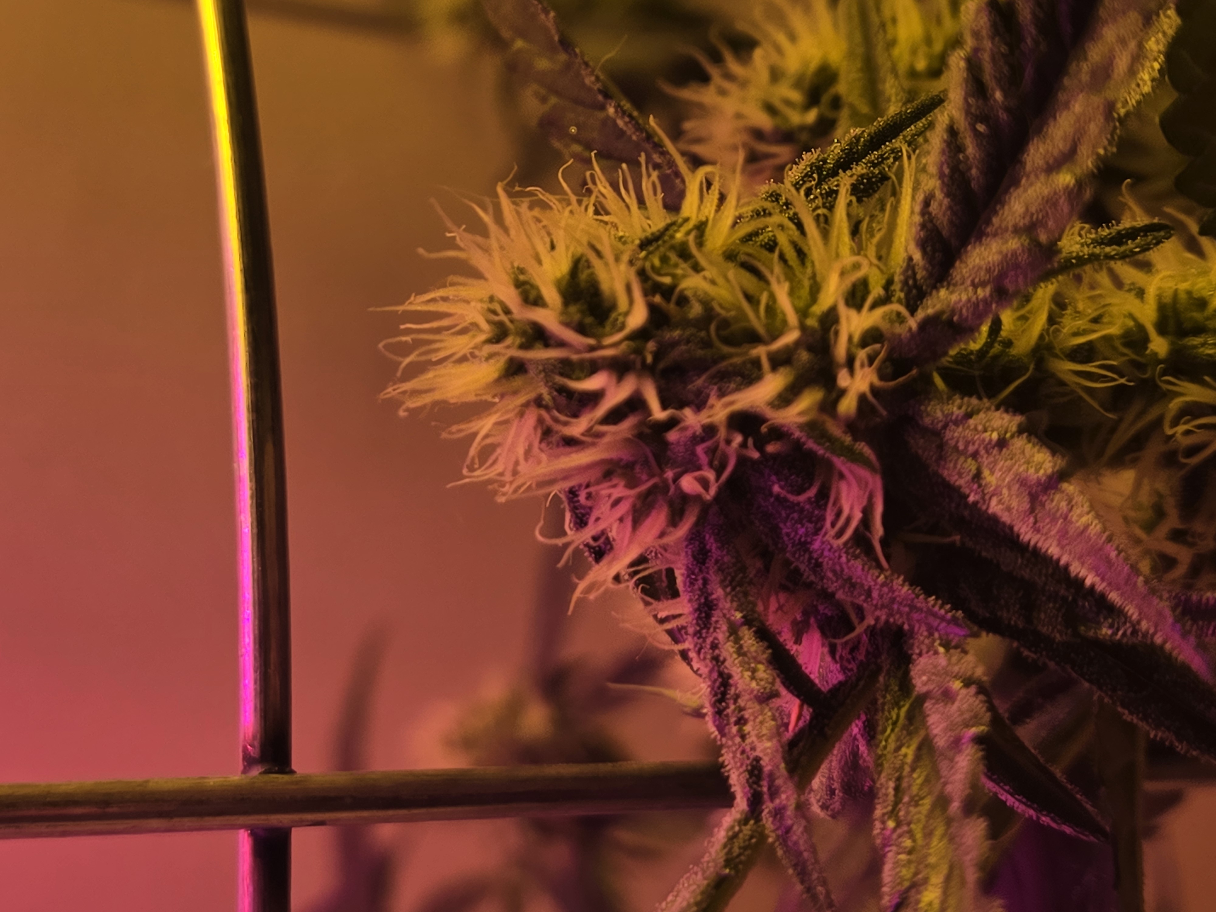 high octane x holy grail  — auto, day 17