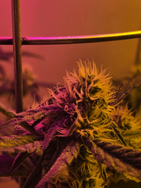 high octane x holy grail — auto, day 17