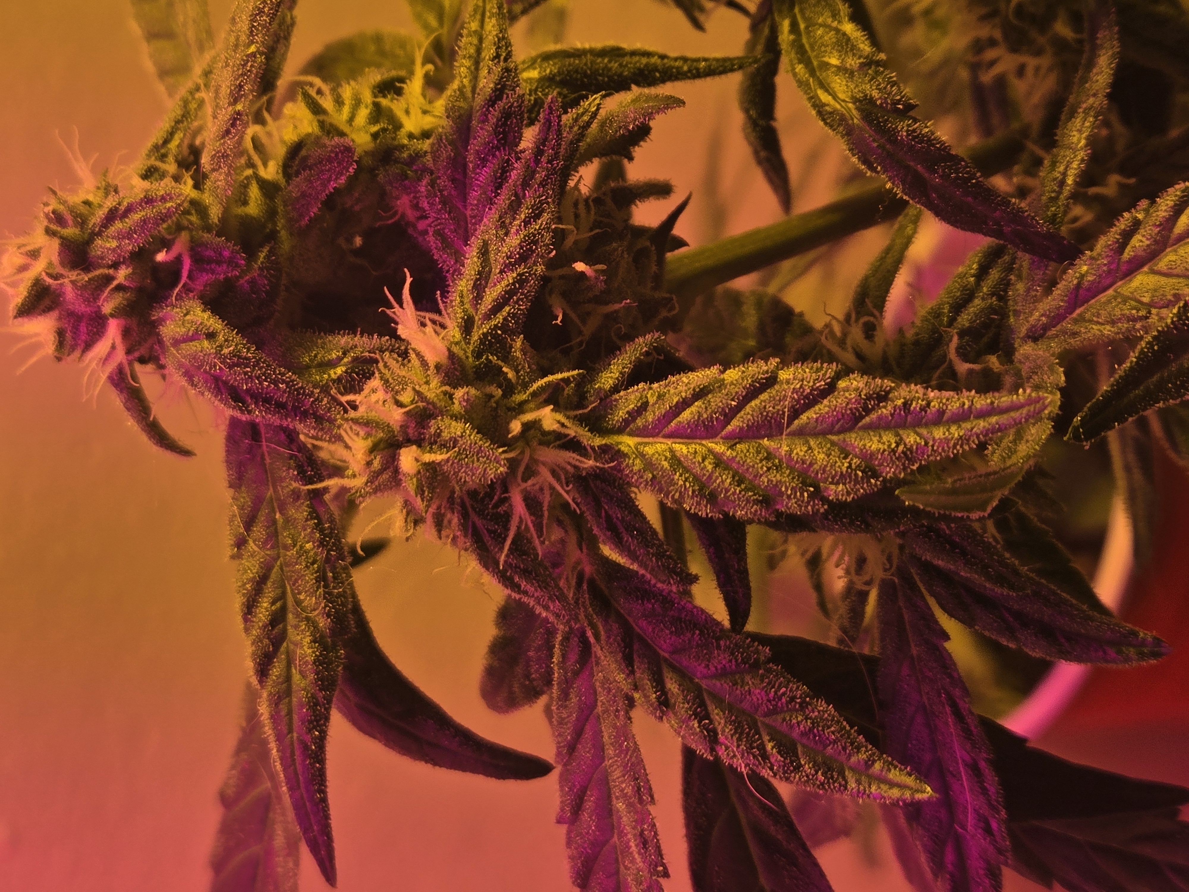 high octane x holy grail  — auto, day 19