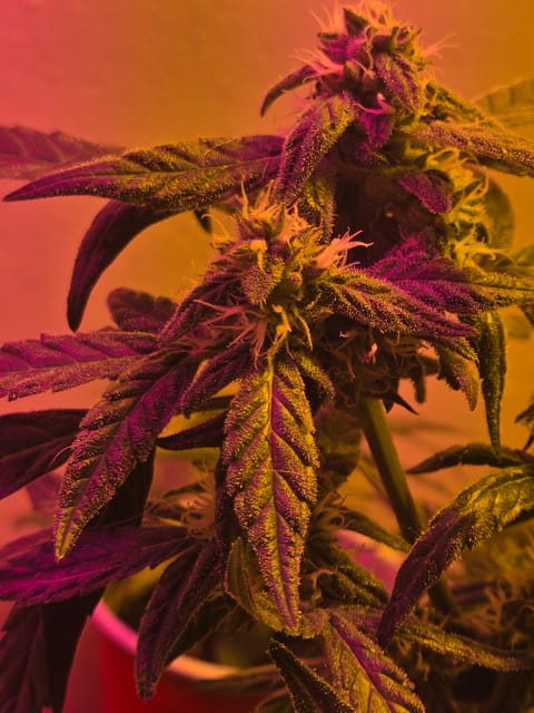 high octane x holy grail — auto, day 19