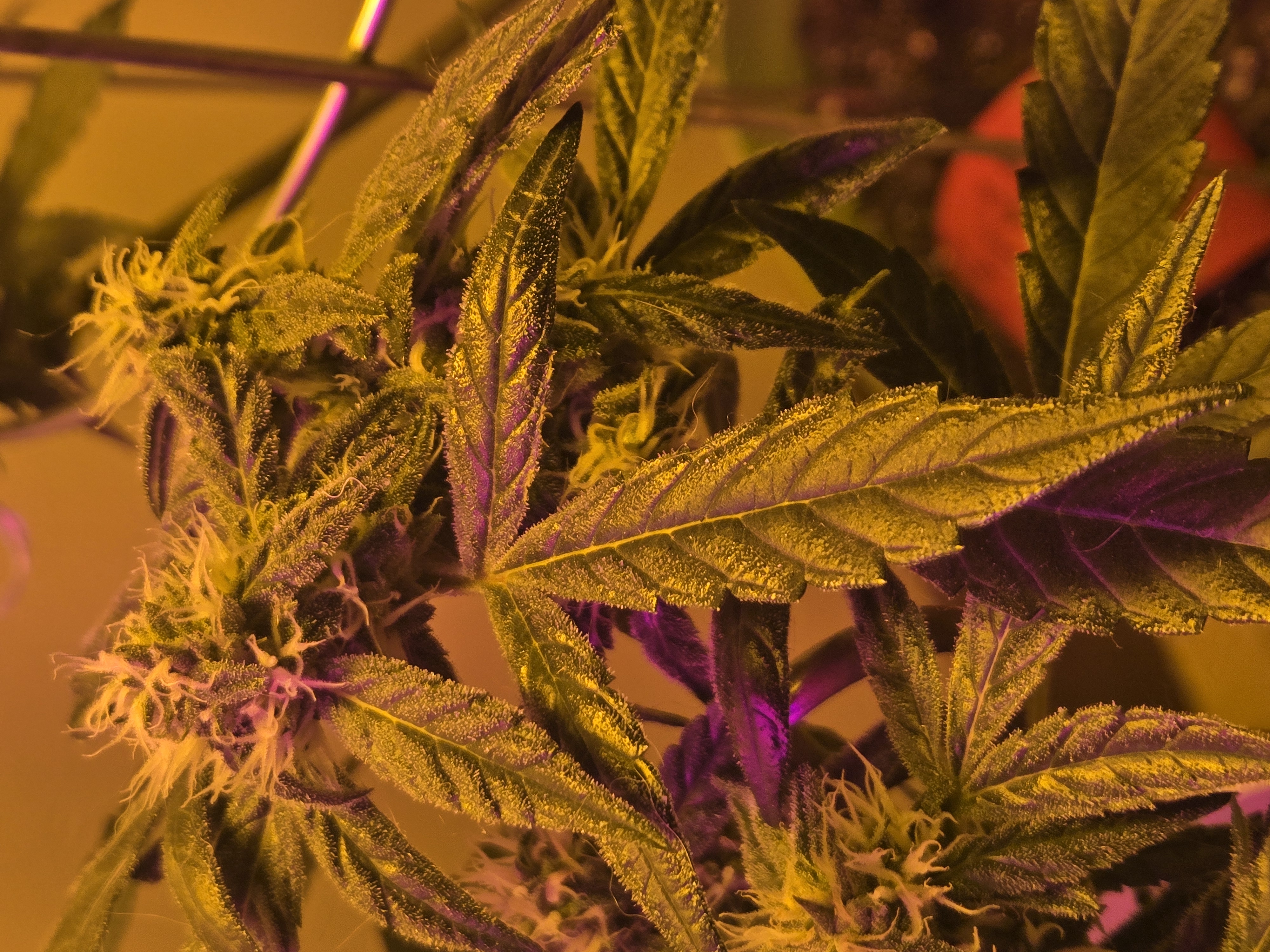 high octane x holy grail  — auto, day 19