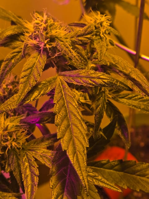 high octane x holy grail — auto, day 19