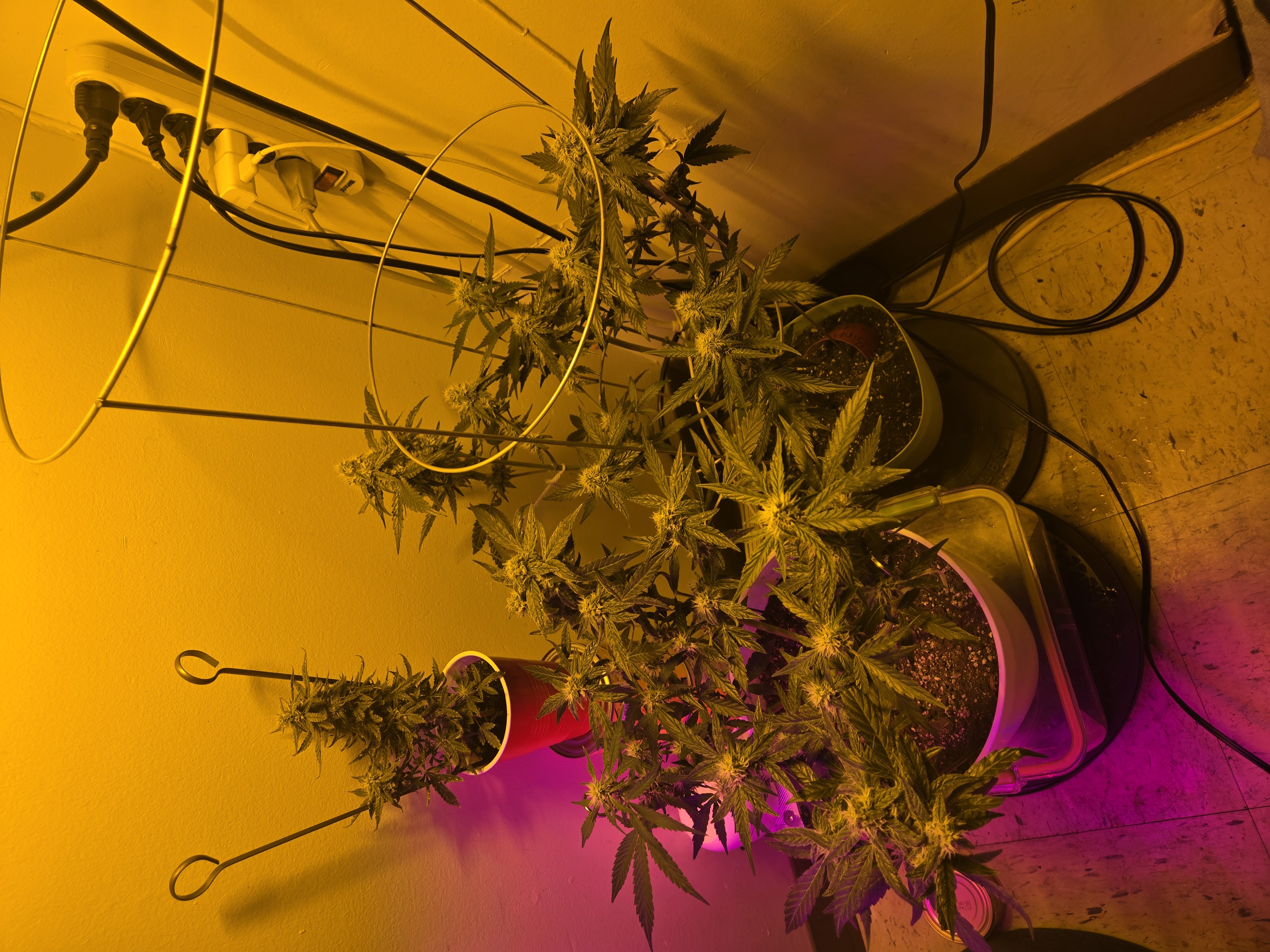 high octane x holy grail  — auto, day 20