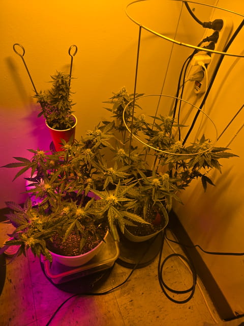 high octane x holy grail — auto, day 20