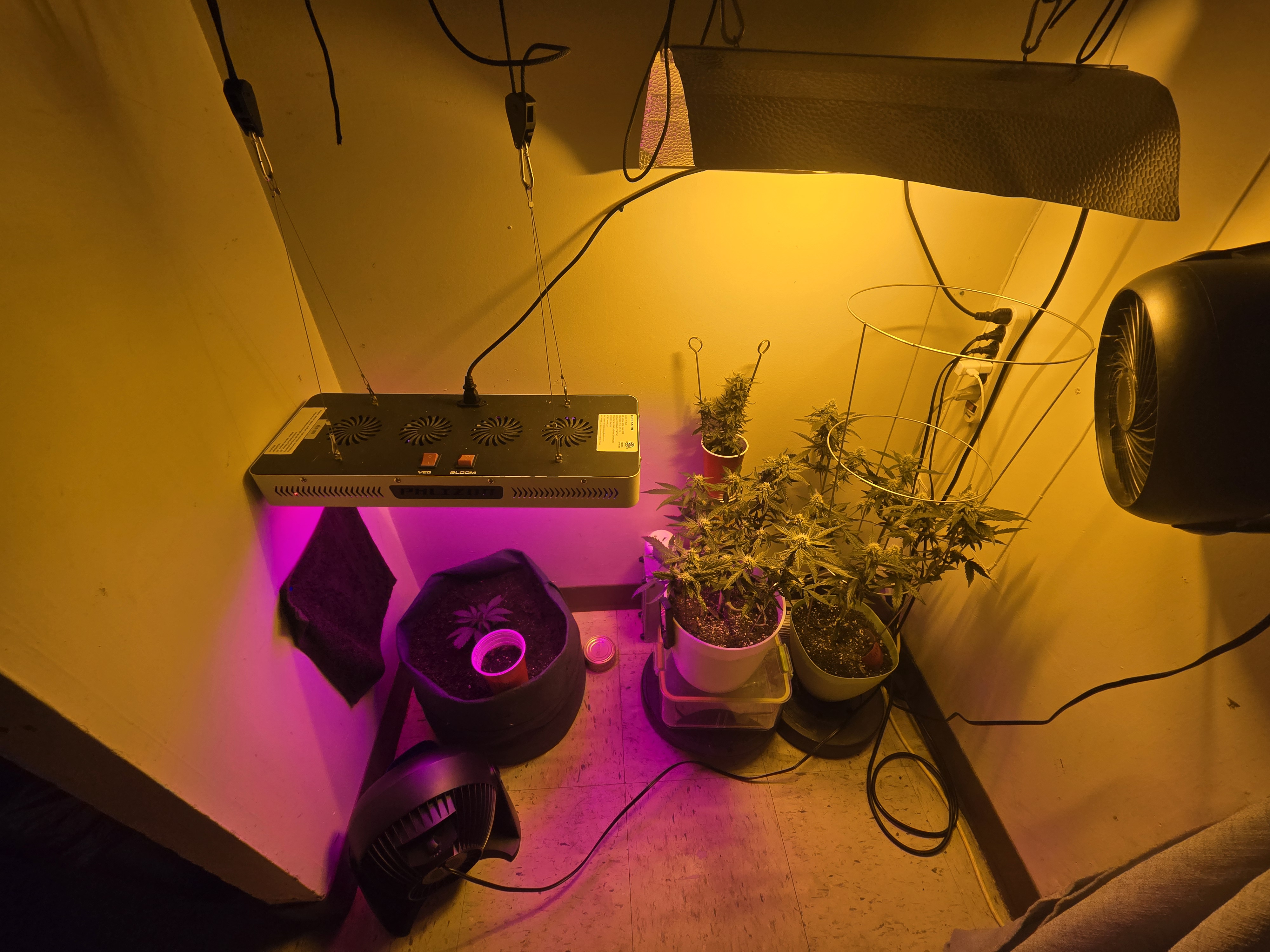 high octane x holy grail  — auto, day 20