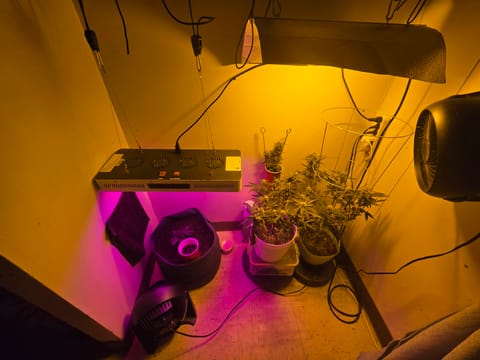high octane x holy grail — auto, day 20