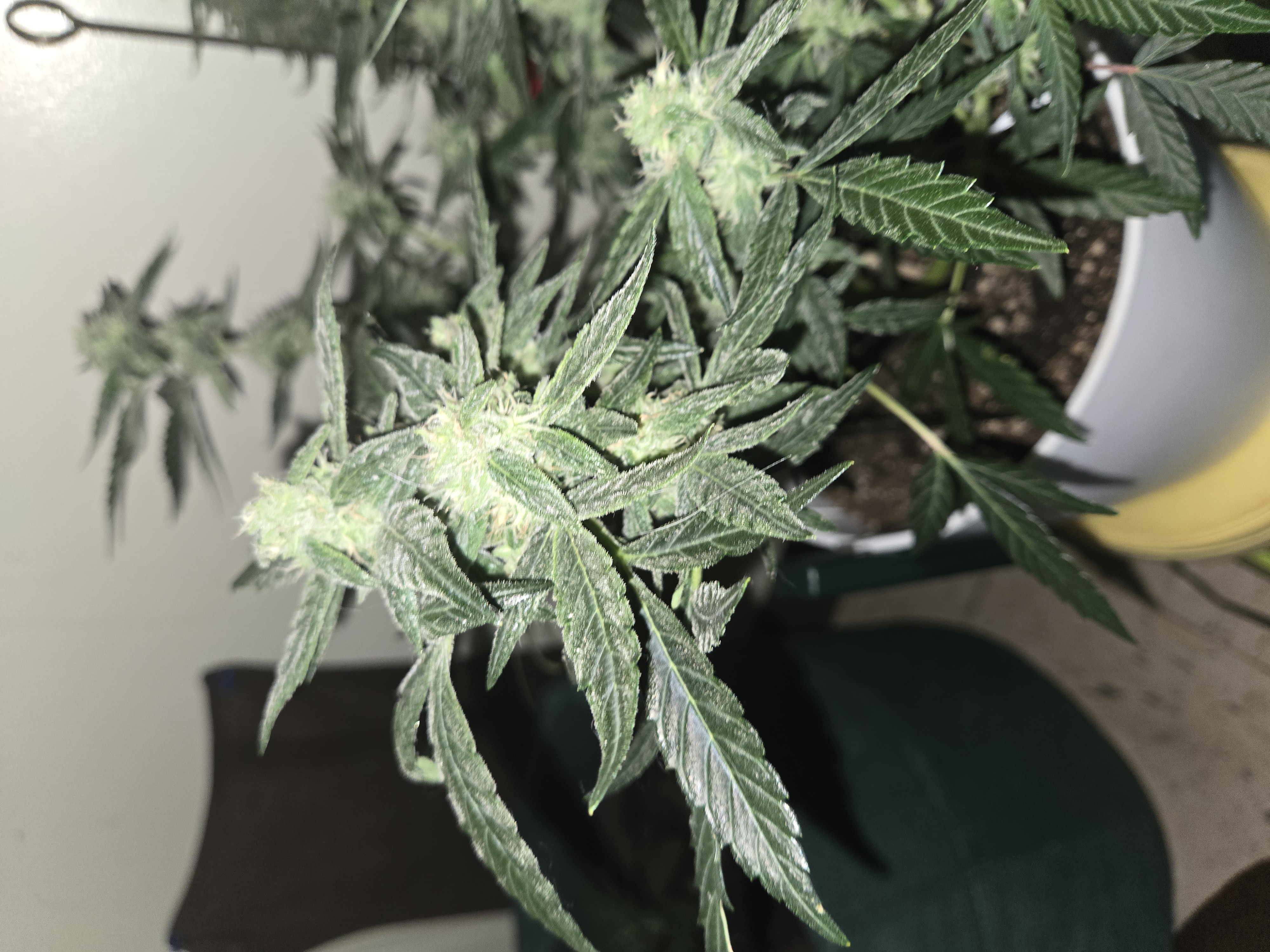 high octane x holy grail  — auto, day 21