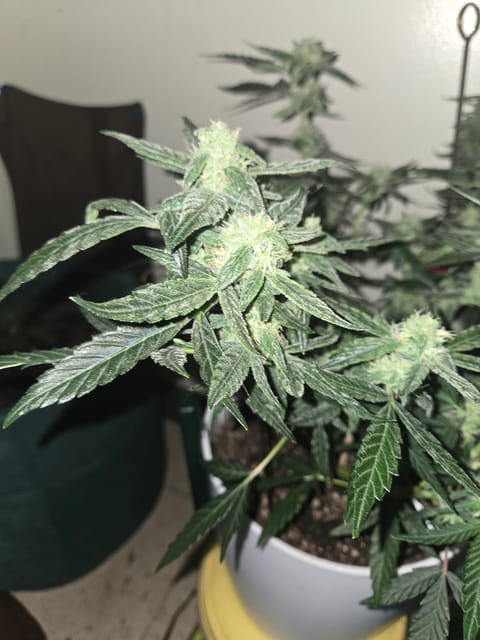 high octane x holy grail — auto, day 21