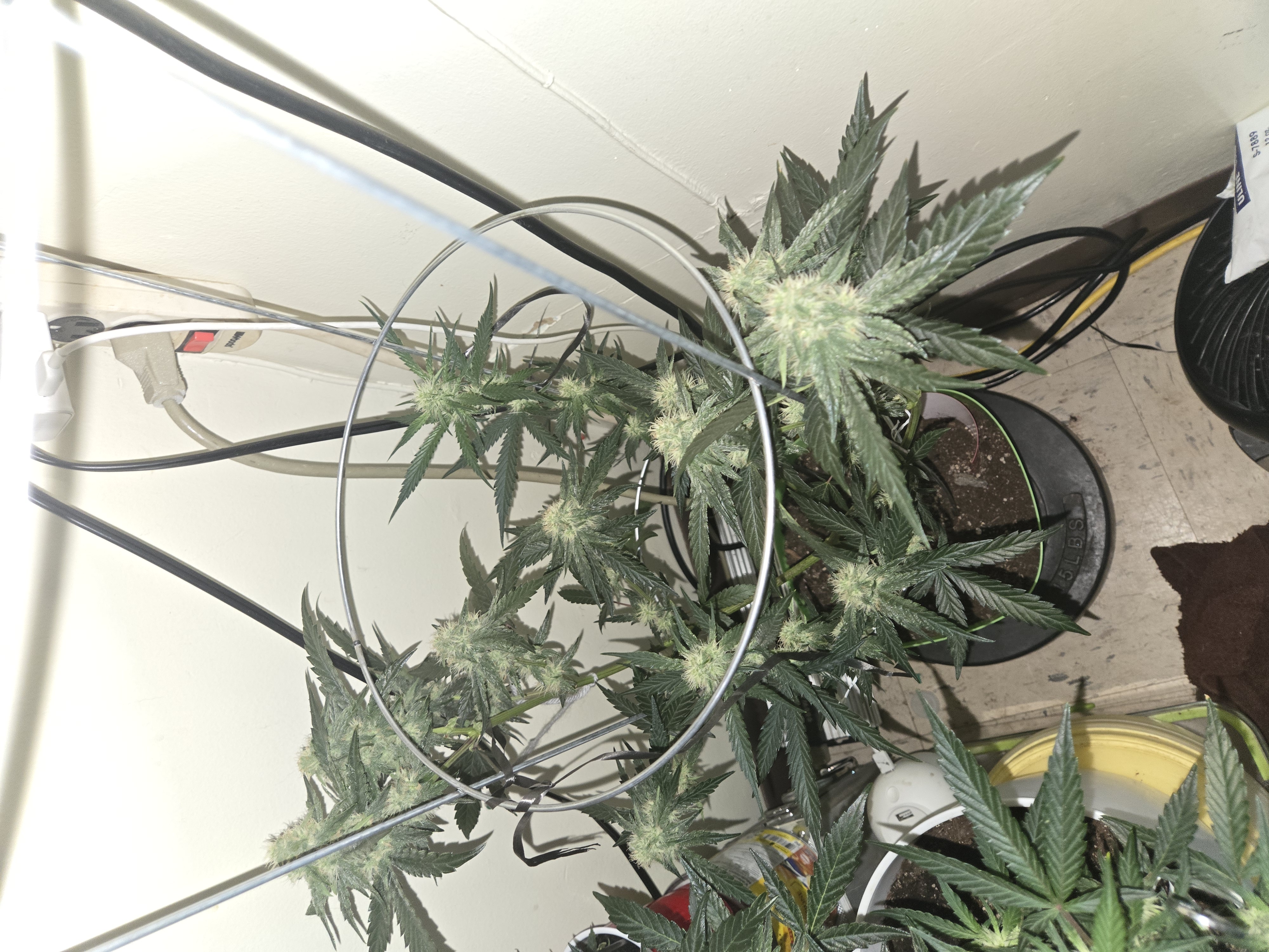 high octane x holy grail  — auto, day 21