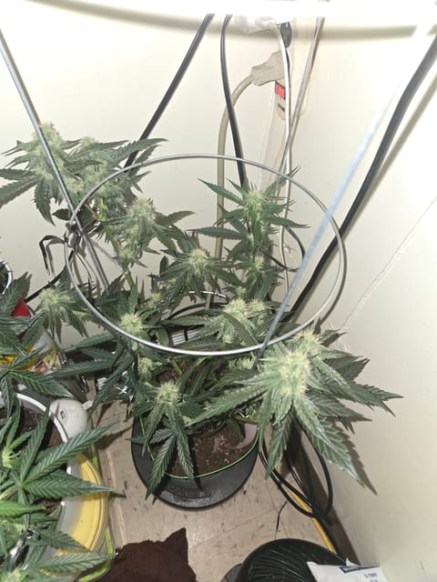 high octane x holy grail — auto, day 21