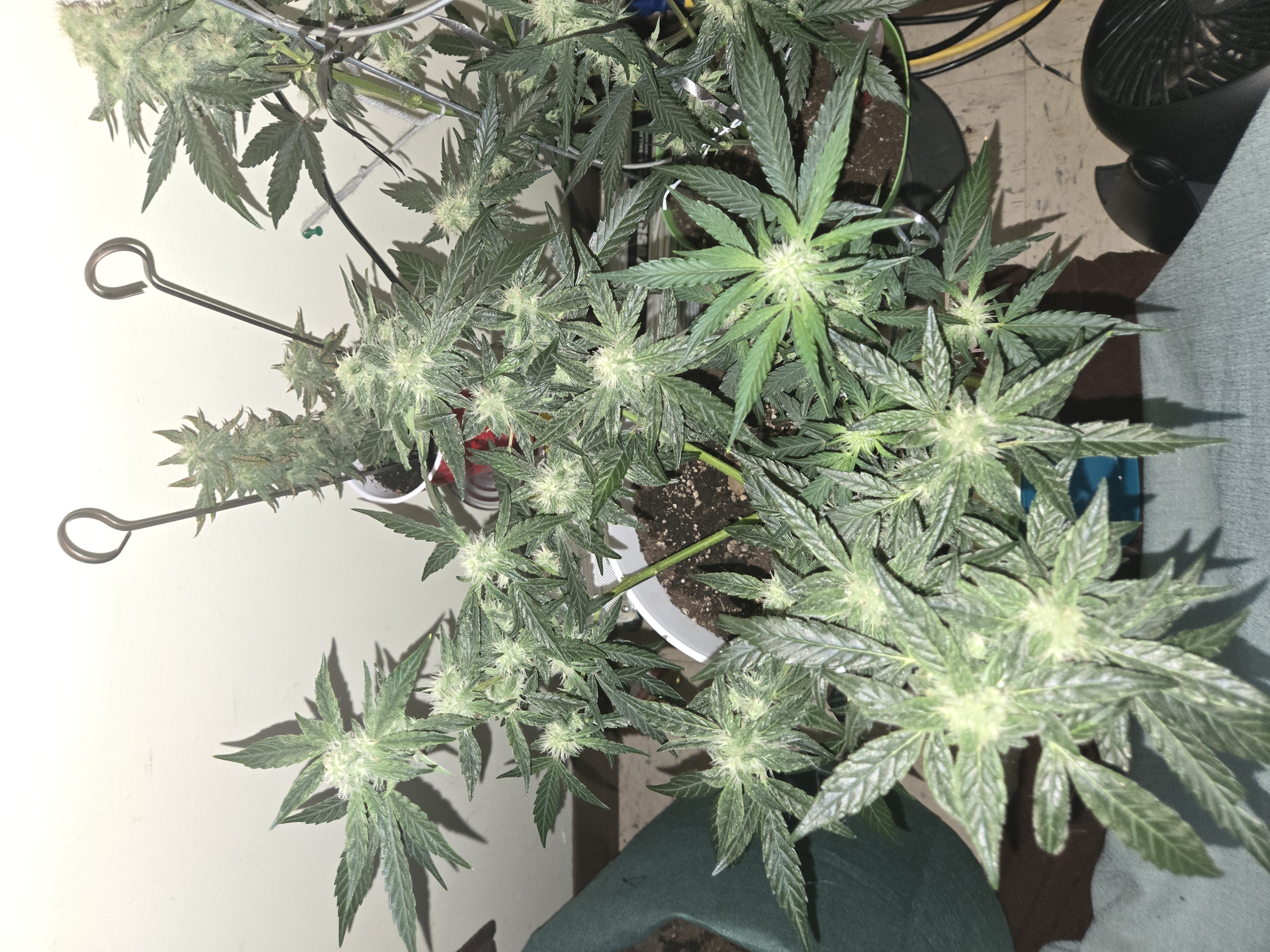 high octane x holy grail  — auto, day 21