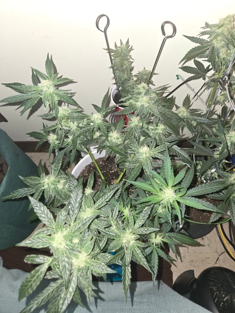 high octane x holy grail — auto, day 21