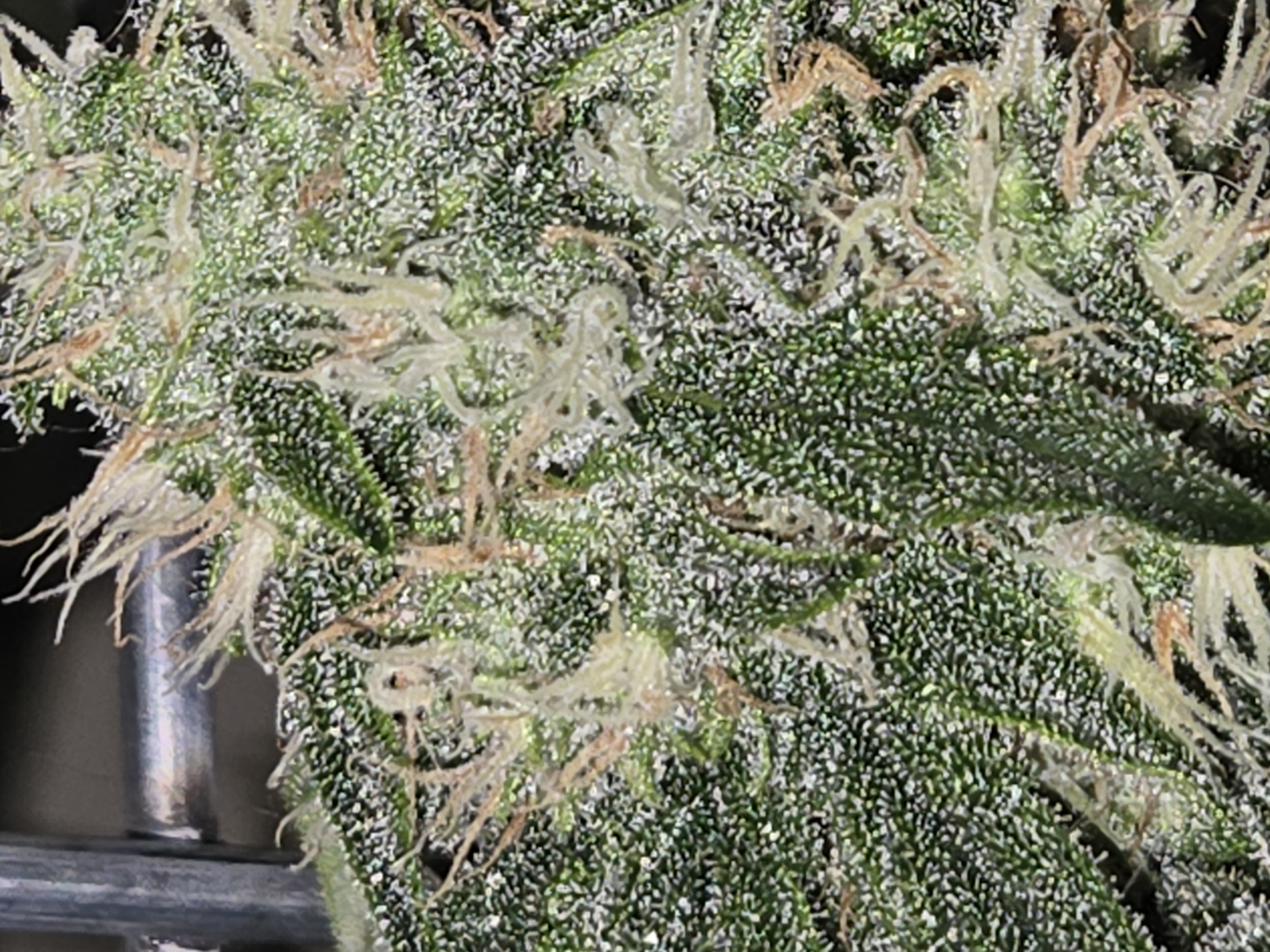 high octane x holy grail  — auto, day 23