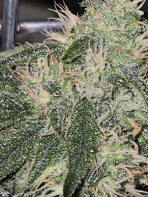 high octane x holy grail — auto, day 23