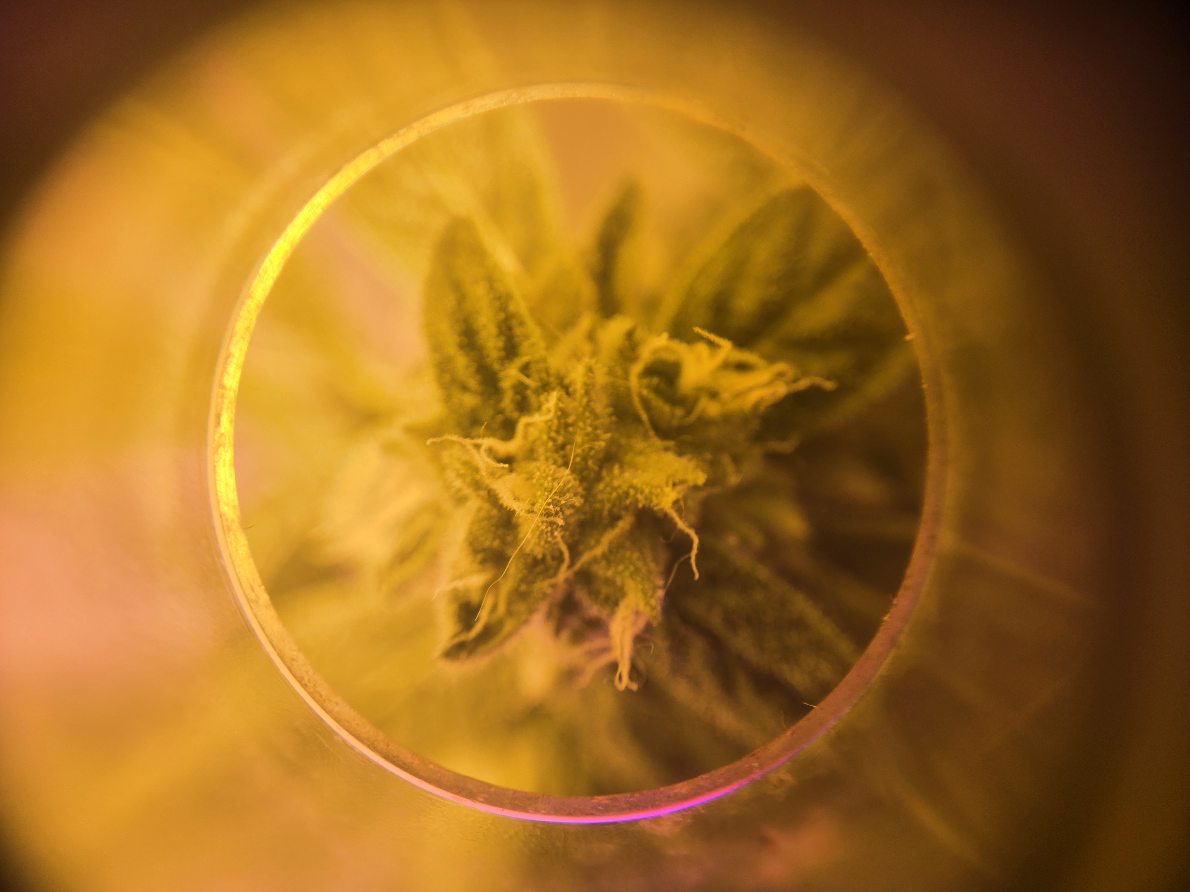 high octane x holy grail  — auto, day 23