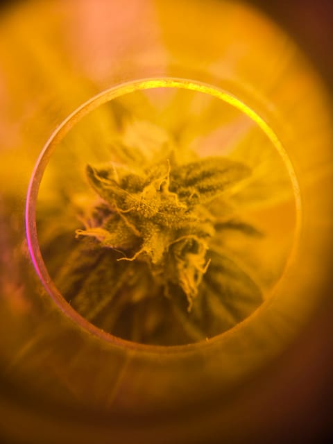 high octane x holy grail — auto, day 23