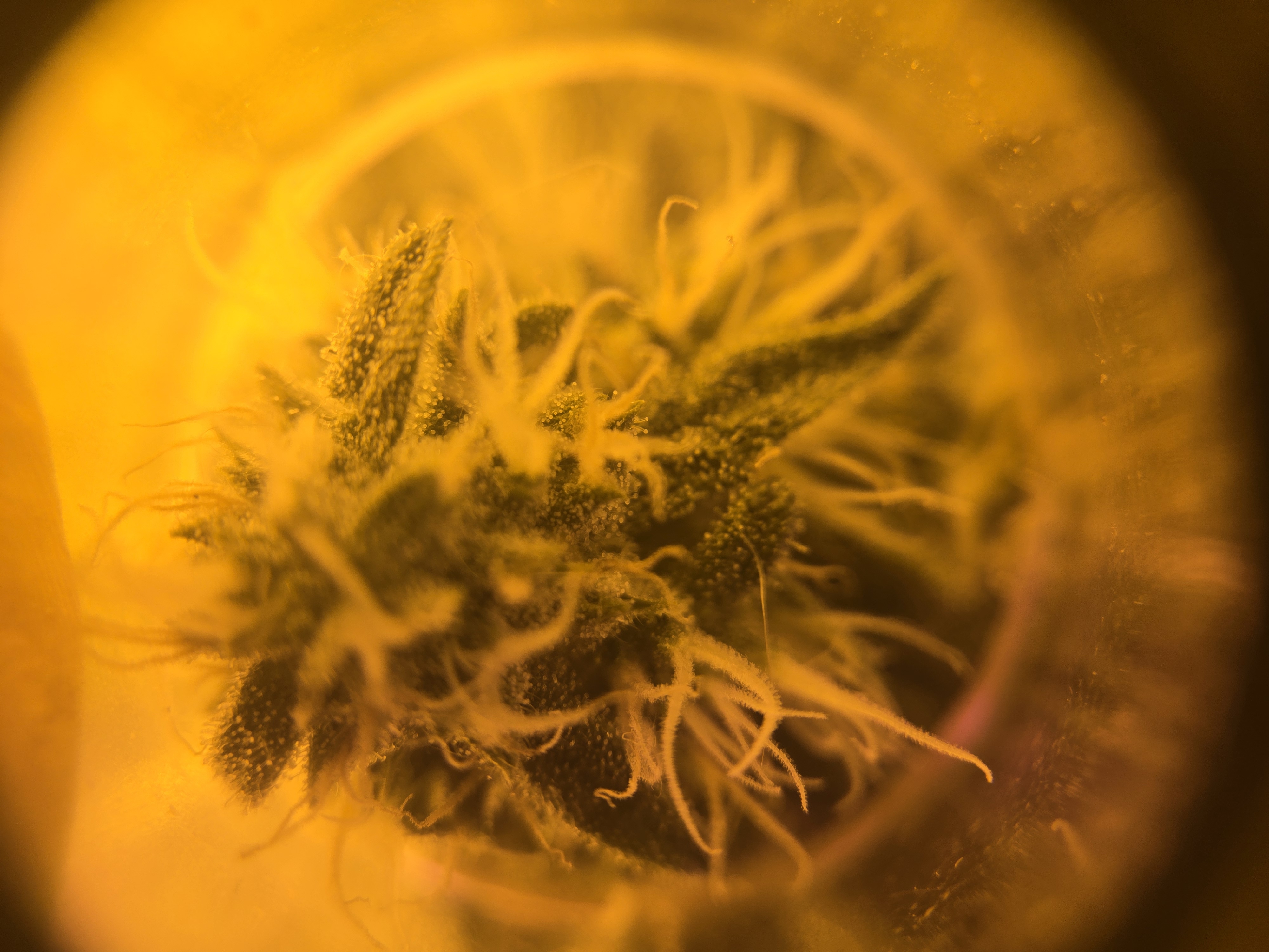 high octane x holy grail  — auto, day 23