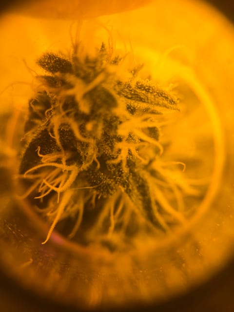 high octane x holy grail — auto, day 23