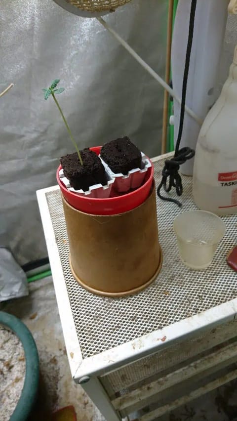 Gangaman  — seedling_rooting, day 1