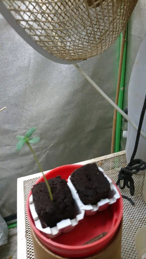 Gangaman  — seedling_rooting, day 1