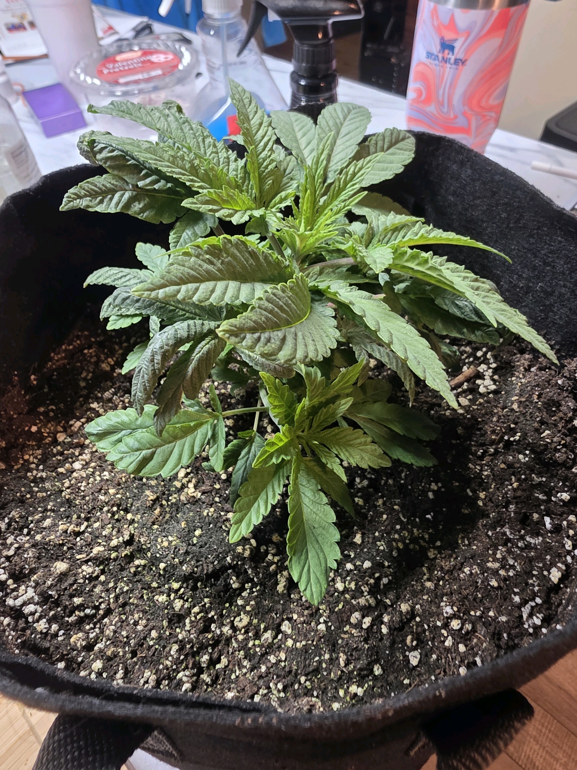 first grow