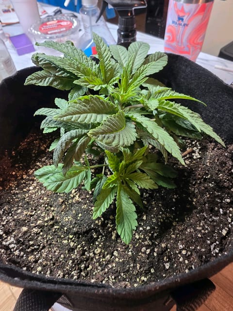 first grow — vegetative, day 1