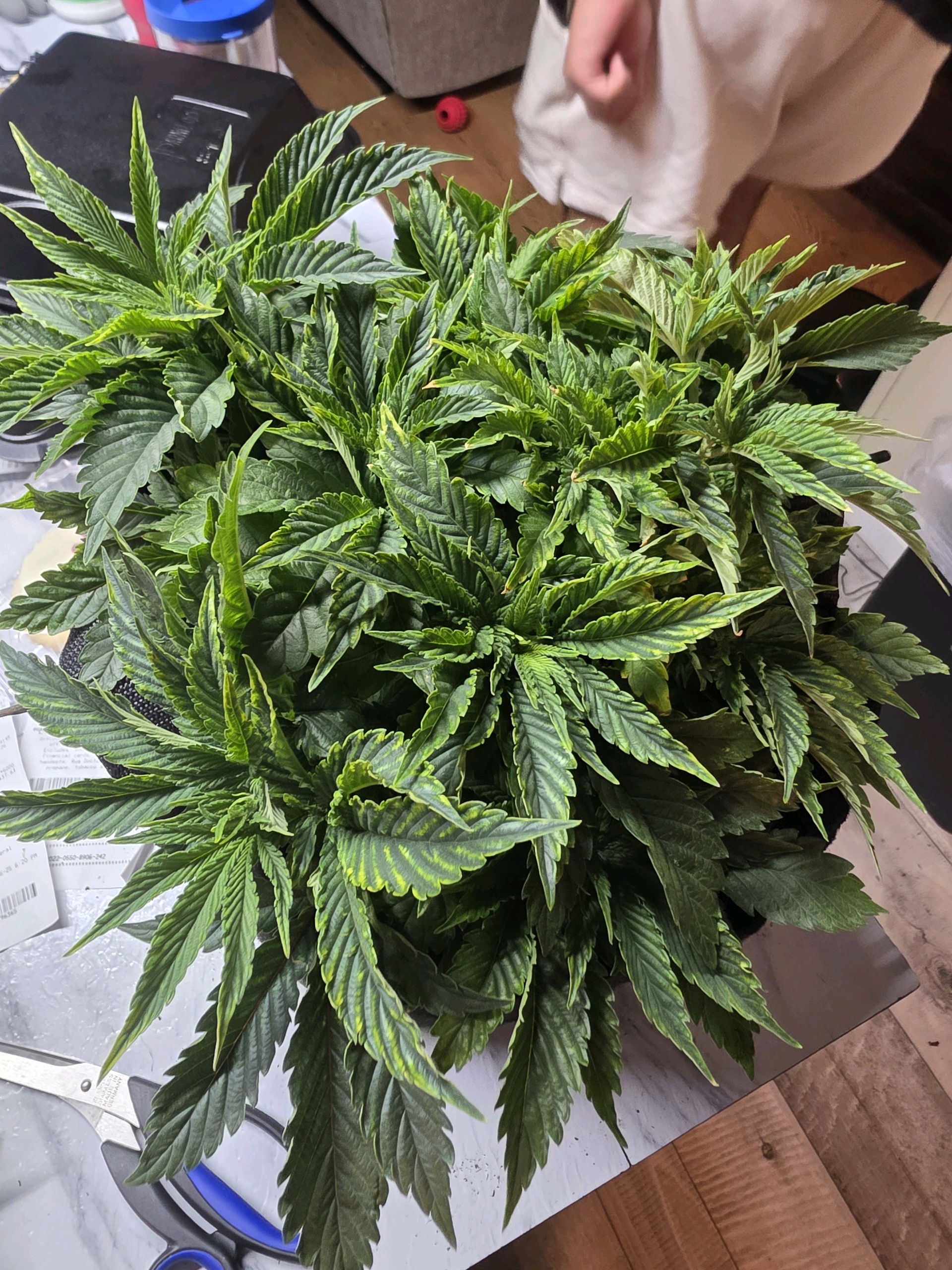 first grow — vegetative, day 14